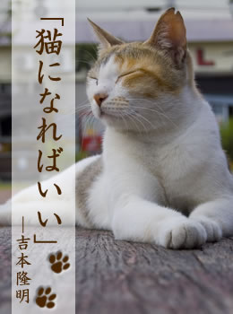 猫と人 